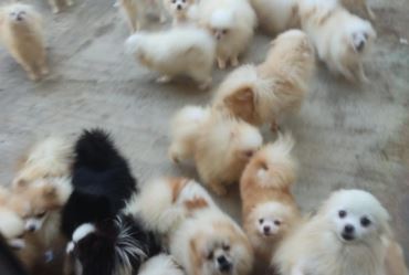 Polícia de Botucatu resgata mais de 50 cães vítimas de maus tratos