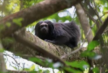 Biólogos investem no turismo para proteger mico-leão-preto em Buri (SP)