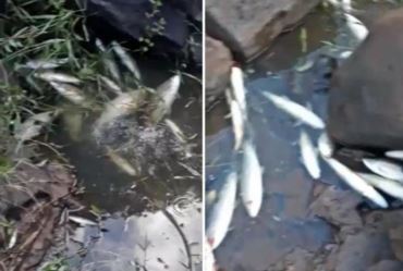 Moradores registram vários peixes mortos no Rio Paranapanema em Piraju