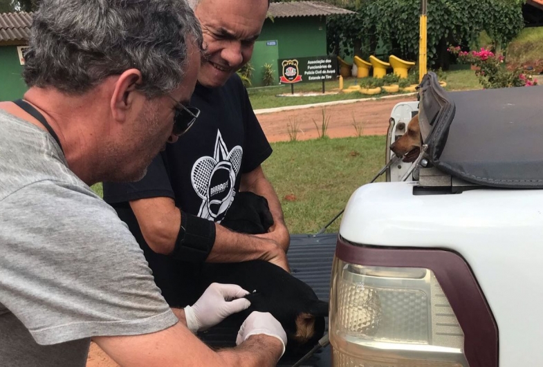 Vacinação contra a raiva em cães e gatos acontece nos dias 29 e 30 de abril em Avaré