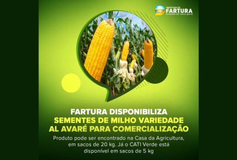 Fartura disponibiliza sementes de milho variedade AL Avaré para comercialização