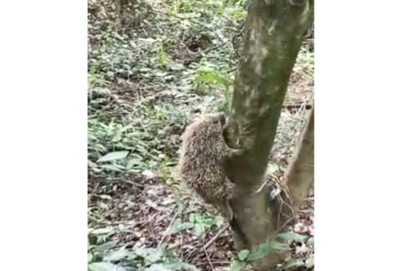 Meio Ambiente de Fartura devolve ouriço a seu habitat natural