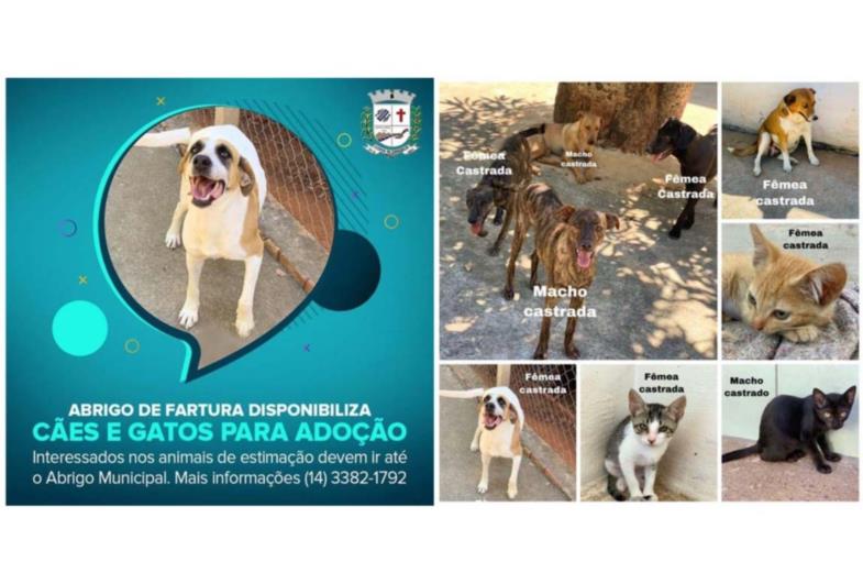 Abrigo de Fartura disponibiliza cães e gatos para adoção