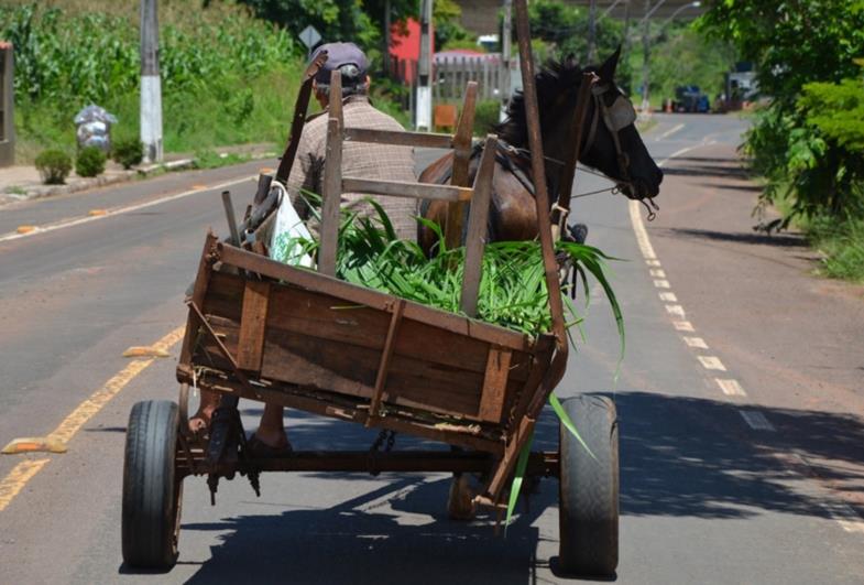 Ministério Público obtém liminar para que ré denunciada por morte de cavalo em Carlópolis seja proibida de usar animais para tração de carroças