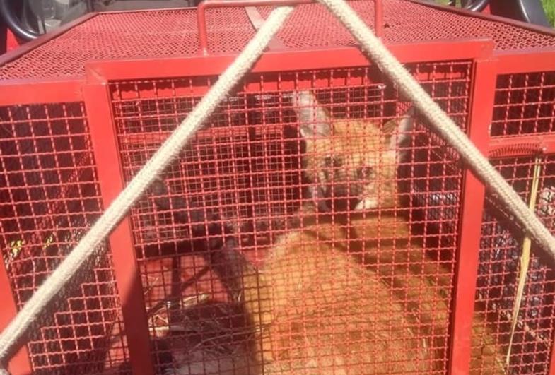 Estação de Bombeiros de Itaí resgata lobo guará atropelado na Rodovia Raposo Tavares próximo a Paranapanema