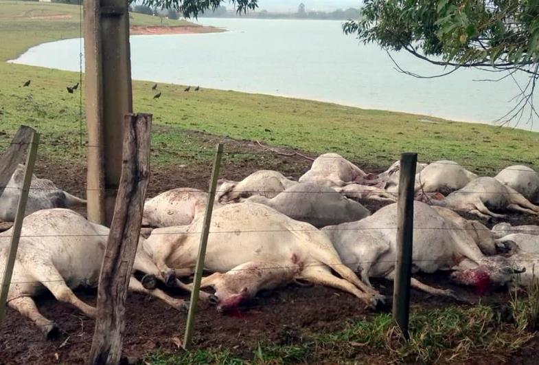 Raio mata aproximadamente 40 cabeças de gado em Barão de Antonina