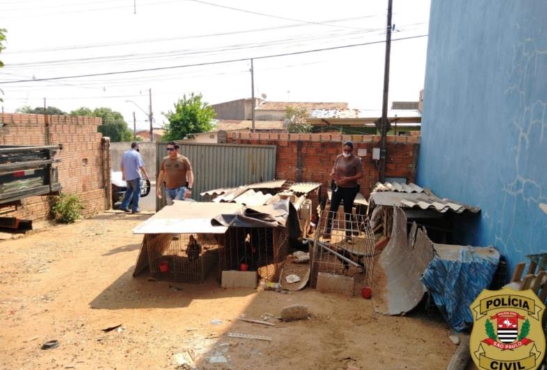 Polícia Civil fecha rinha de galo e resgata aves que sofriam maus-tratos
