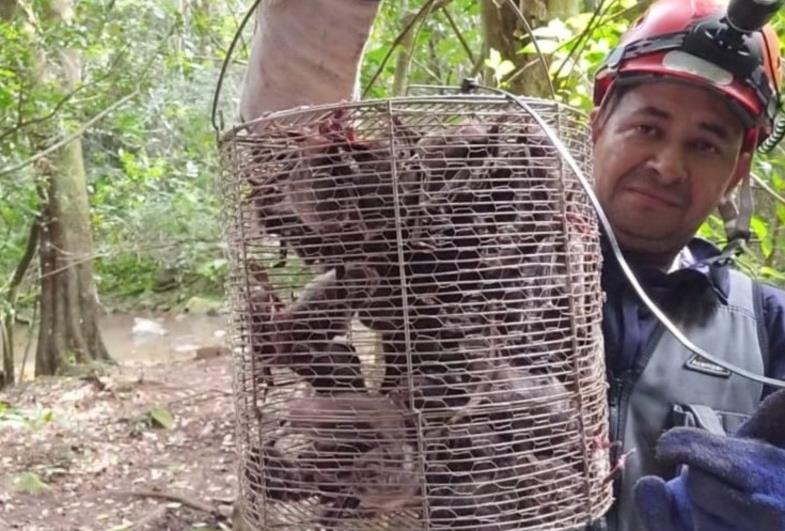 Raiva dos Herbívoros: Defesa Agropecuária de  São Paulo intensifica controle e vigilância em Timburi