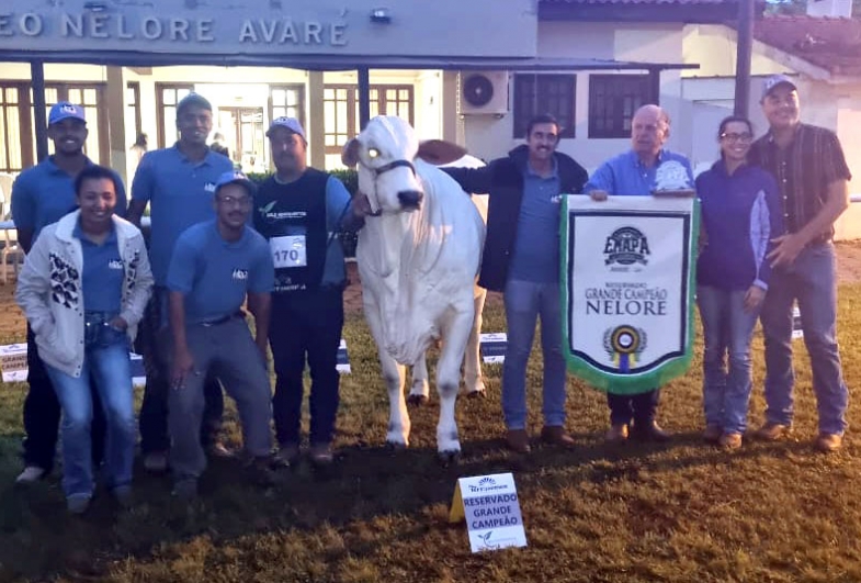 55ª Emapa consolida Avaré como vitrine nacional da raça Nelore e do melhoramento genético