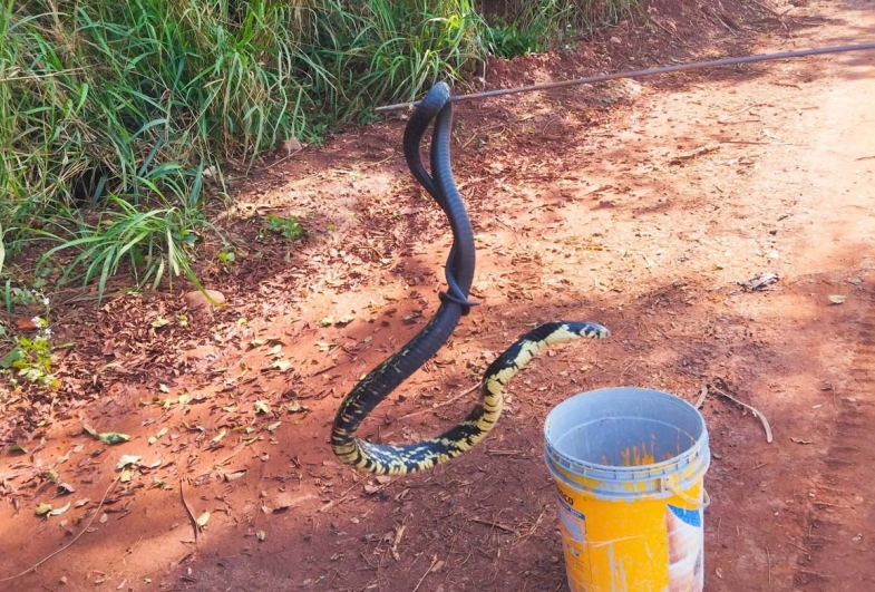 Serpente é resgatada após ser  encontrada em residência de Taquarituba