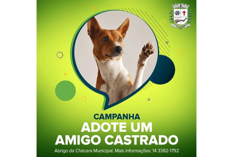 Abrigo Municipal promove adoção de animais castrados