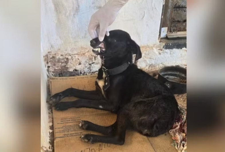 Um laudo médico veterinário apontou que os dois animais resgatados estavam com sinais de cinomose — Foto: Reprodução/Prefeitura de Cerqueira César