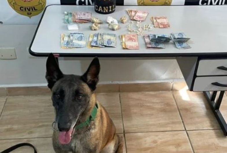 Com apoio de cão da GCM, Polícia Civil apreende drogas em Itapeva