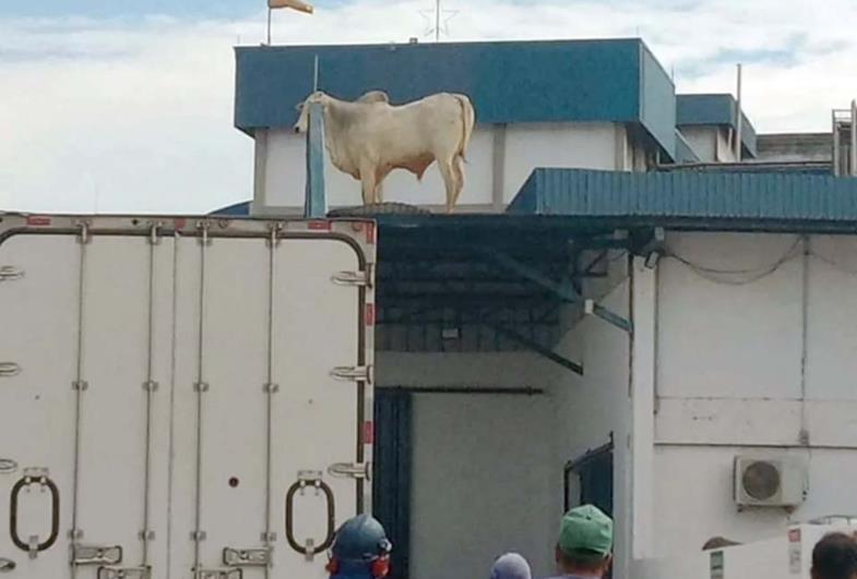 Boi é flagrado em cima de telhado de frigorífico