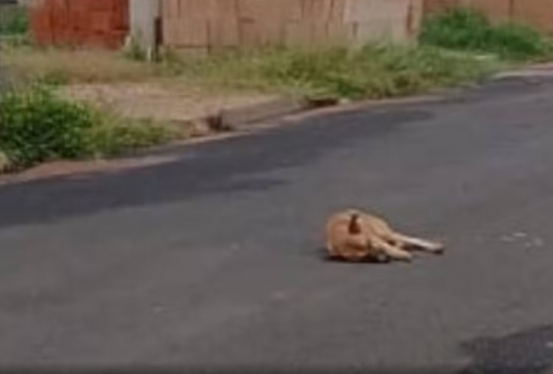 Cão é encontrado em estado grave, não recebe socorro da tutora e morre em Cerqueira César