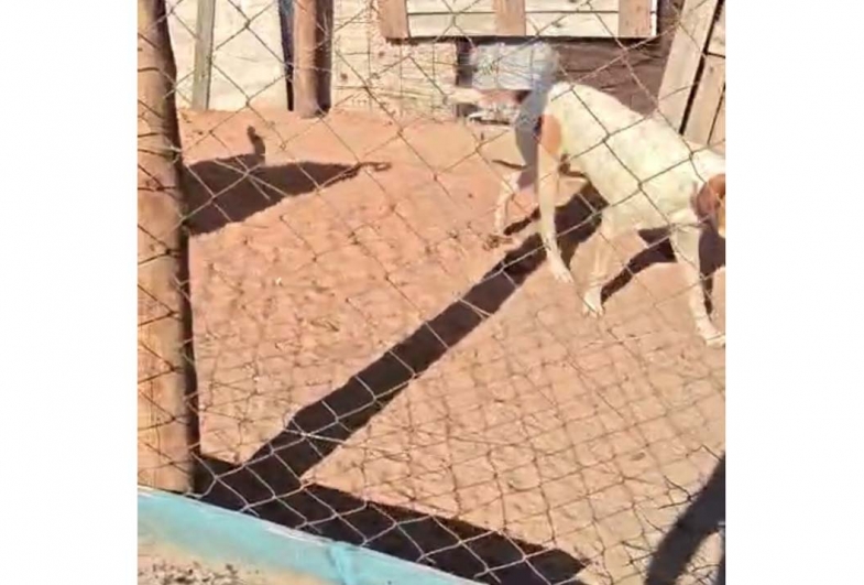 Veterinária da prefeitura identifica caso grave de maus-tratos e aciona resgate de animais na zona rural de Avaré