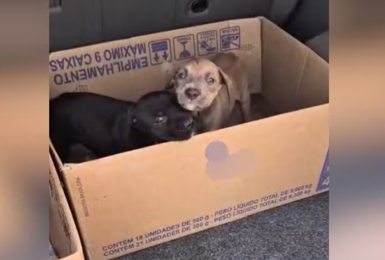 Polícia investiga denúncia de maus-tratos após morte  de ao menos 30 filhotes  em canil em Manduri