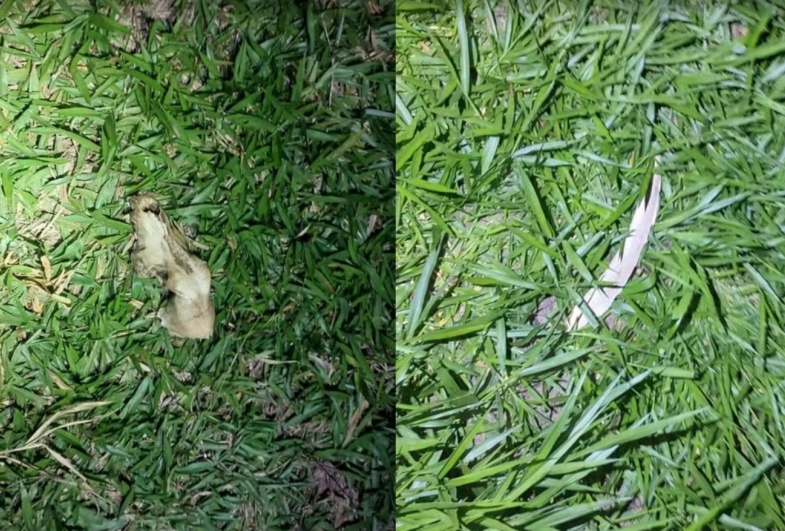 Denúncia de plantação de maconha leva PM a encontrar ossadas de animais em ONG em Avaré; caso é investigado