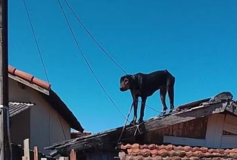 Cão com corda no pescoço se enrosca perto da fiação elétrica em telhado de casa em Cerqueira César