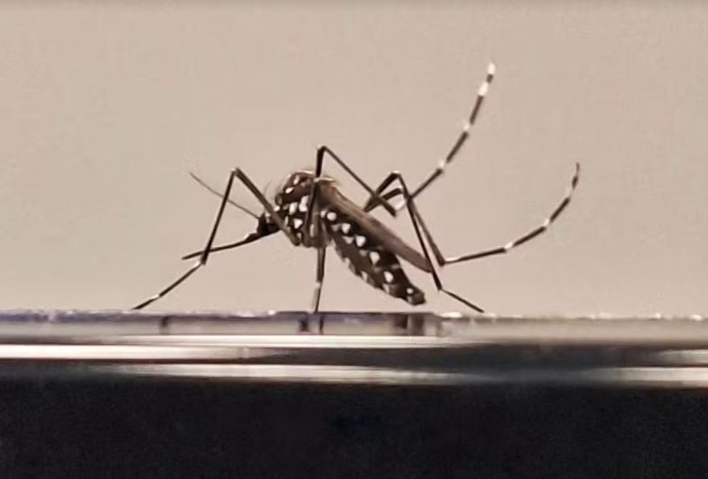 Avaré e Manduri confirmam casos de dengue em 2026