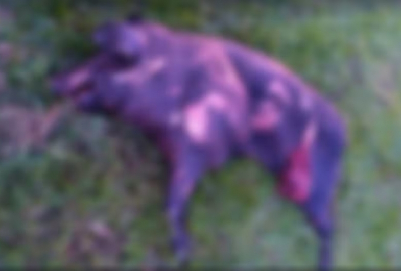 Motorista atropela porco, perde controle da direção e mata ciclista em rodovia de Avaré