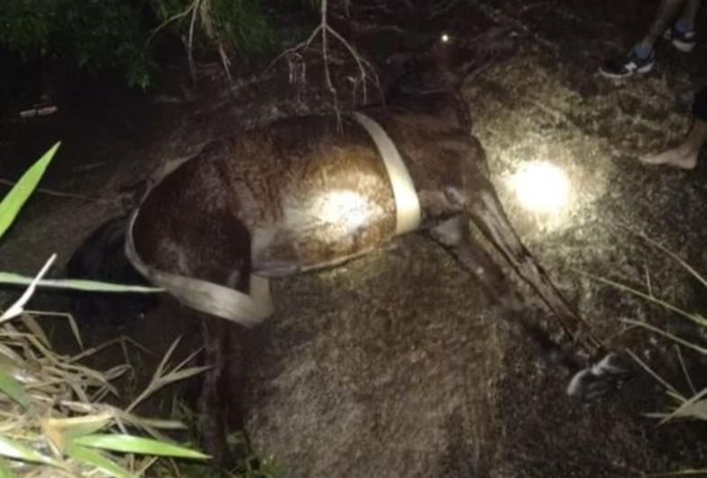 Cavalo é resgatado com uso de máquina pá-carregadeira após cair em canaleta de água em Botucatu