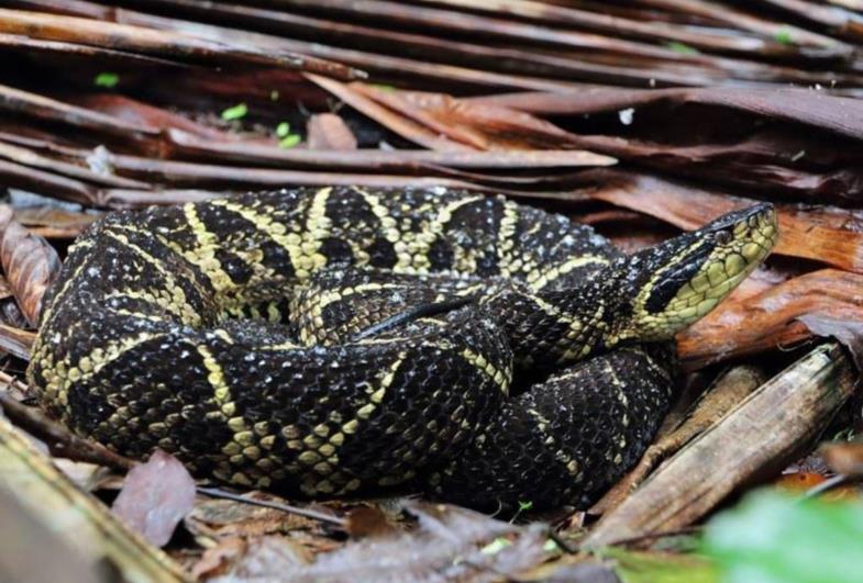 Veneno de cobra brasileira tem molécula que bloqueia SARS-COV-2