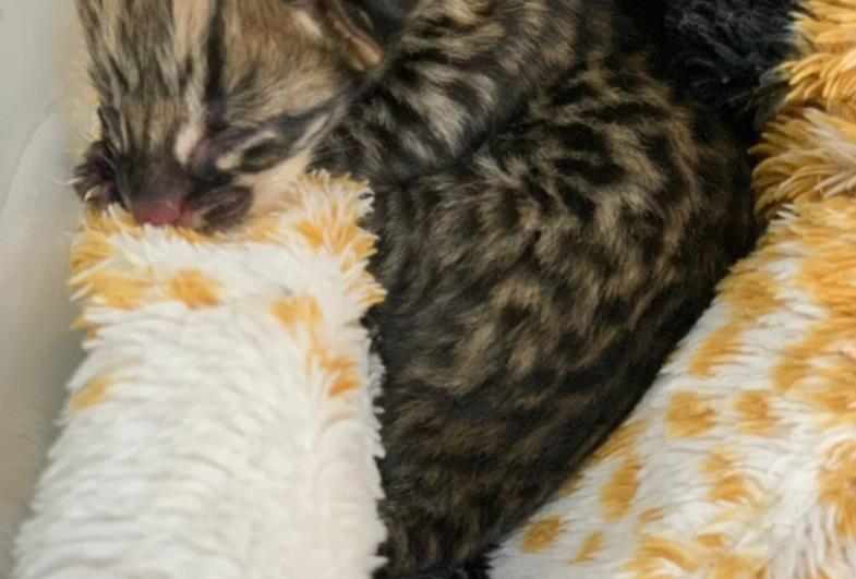 Filhote de gato-maracajá é resgatado e levado à Clínica Veterinária Municipal de Fartura