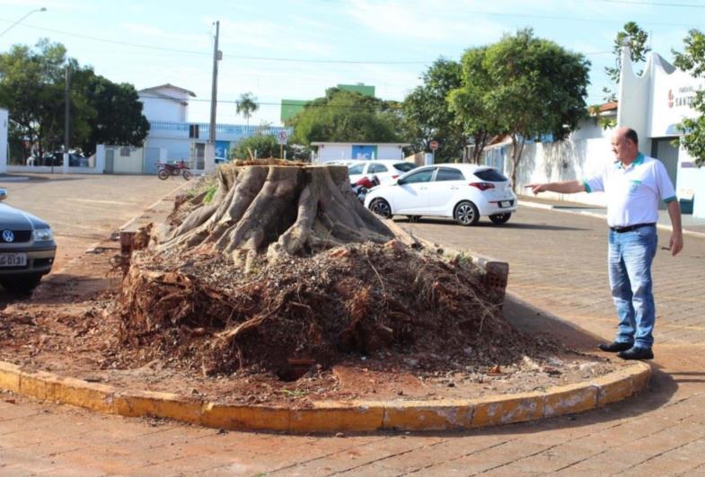Moradores reclamam de corte de árvores na avenida do cemitério