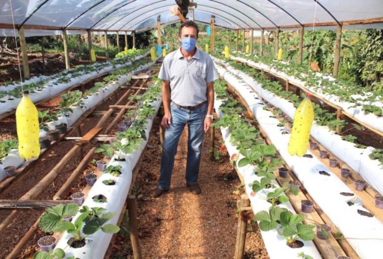 Farturense cultiva morangos semi-hidropônico suspenso