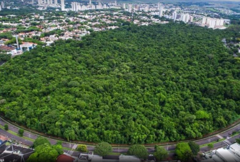 ONU reconhece Maringá como “Cidade Árvore do Mundo”