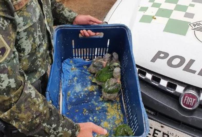 Polícia Ambiental flagra venda e maus-tratos de papagaios 