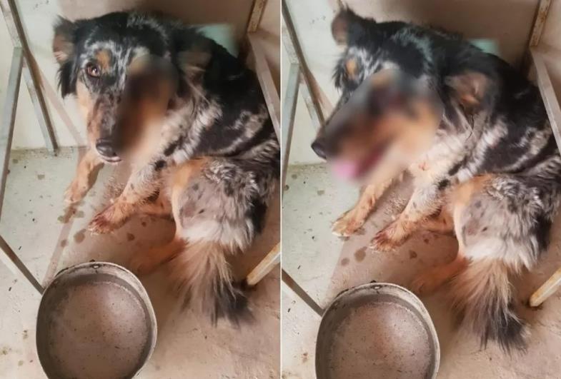 Tutor é preso suspeito de agredir cachorro de estimação com pedaço de madeira no interior de SP