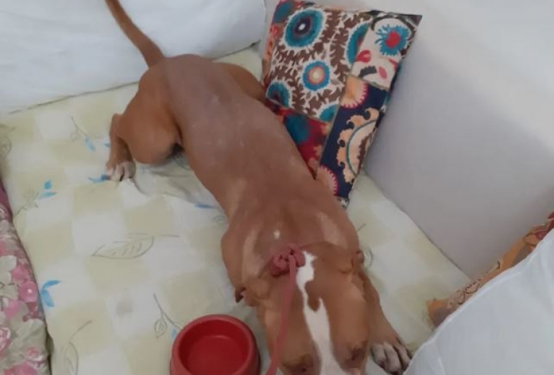 Pit bull invade 'Carreta da Alegria' e ataca mulher e criança em Botucatu