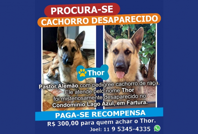 Procura-se cachorro Thor 