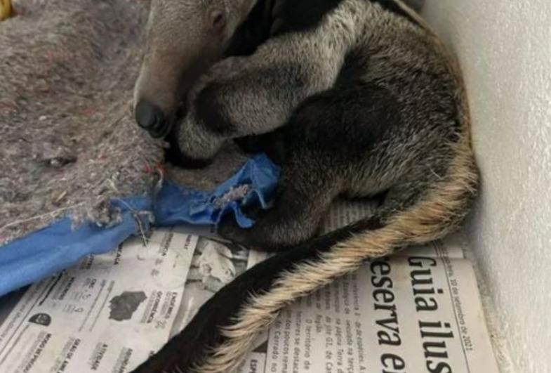 Filhote de tamanduá-bandeira é resgatado após mãe ser achada morta em área rural de Fartura