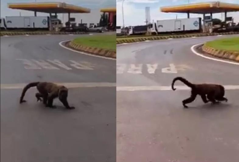 Macaco bugio é visto 'passeando' pela rodovia João Mellão (SP-255) em Taquarituba