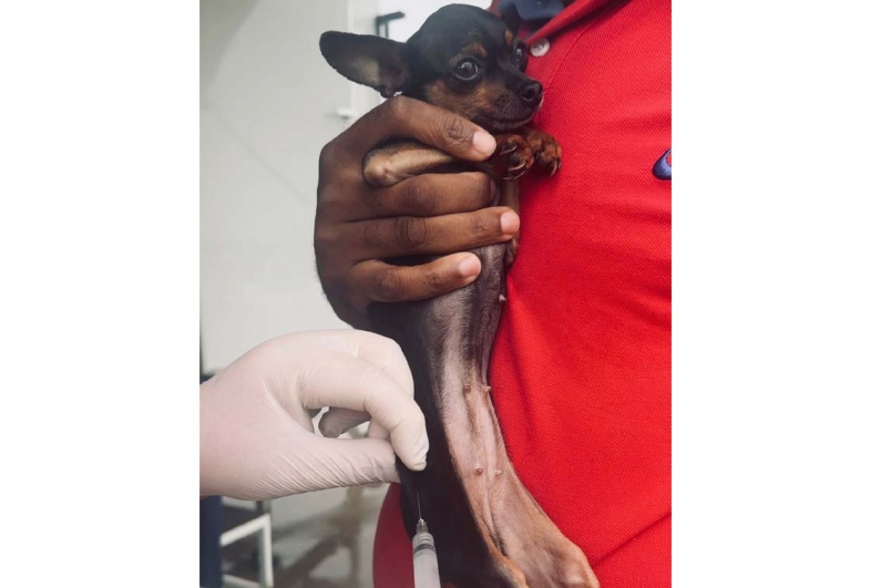 Semana da Saúde Emocional oferece feira gratuita, atendimentos e vacinação em Avaré