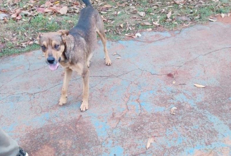 Cãozinho é resgatado de bueiro pela equipe da Defesa Civil de Taquarituba A equipe contou com ajuda de populares