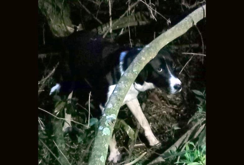 Defesa Civil de Taquarituba resgata cão desaparecido em zona rural