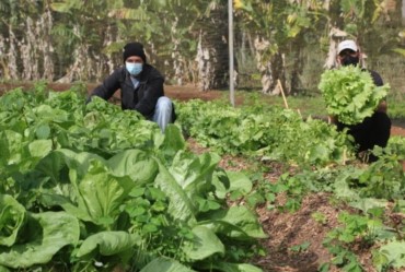 “Cestas Verdes”: Mais de 2,7 toneladas de alimentos são entregues às famílias em situação de vulnerabilidade em Fartura
