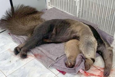 Clínica Veterinária de Fartura encaminha tamanduá-bandeira atropelado à Unesp