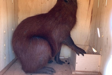 Operação de Resgate pelas secretarias de Agricultura, Meio Ambiente e Polícia Ambiental conduz Capivara de volta à natureza em Timburi