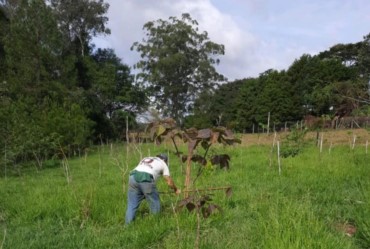 Modelo de Avaré passa por processo de restauração florestal