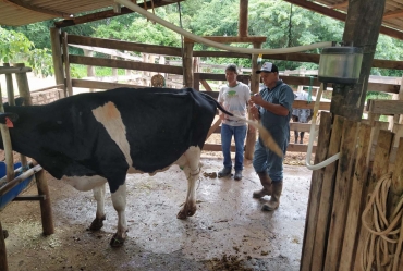 Projeto de Inseminação Artificial da Prefeitura  de Timburi impulsiona a pecuária local