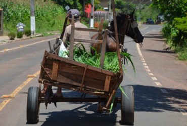 Ministério Público obtém liminar para que ré denunciada por morte de cavalo em Carlópolis seja proibida de usar animais para tração de carroças