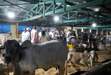 Alunos da Eduvale estagiam na 7ª Exposição Estadual do GIR Leiteiro