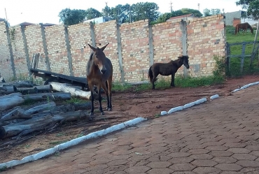 Prefeitura de Sarutaiá irá recolher animais de grande porte em locais públicos 