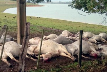 Raio mata aproximadamente 40 cabeças de gado em Barão de Antonina