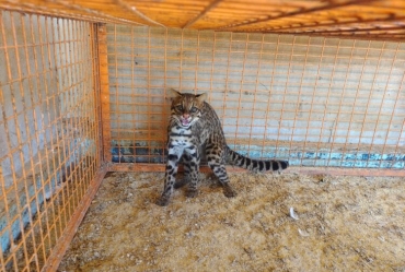 Defesa Civil de Fartura resgata gato-maracajá na zona rural do município